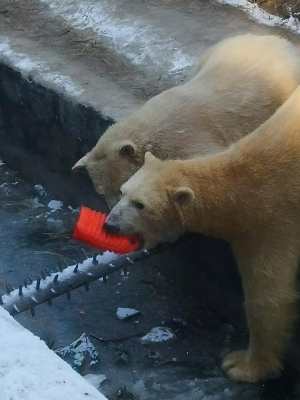 Гостья3