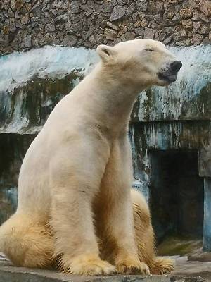 НанукБМ2