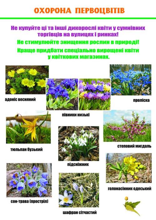Первоцвіти