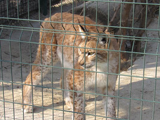 Міжнародний день рисі