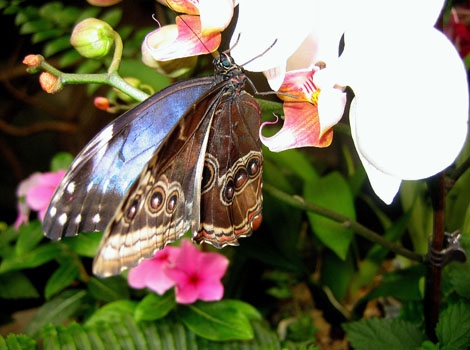 Сад метеликів 