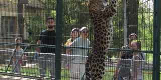 Demonstrative feeding of the Amur leopard
