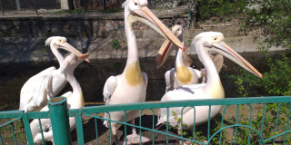 Acquaintance with pelicans