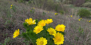 Primroses