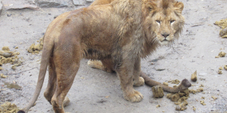 Обогащение среды обитания львам