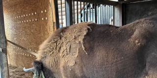 Transferring of the European bison