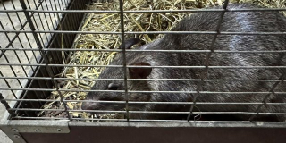 The journey of two pairs of Gambian giant pouched rats