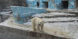 Що робить зоопарк для тварин  під час сильних морозів взимку?