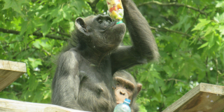  Всесвітній день шимпанзе 