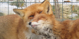 Зворушлива естафета до Дня всіх закоханих