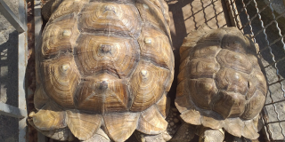 Tortoises in a summer enclosure
