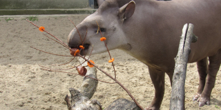 World tapir day