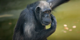 The old grandmother chimpanzee Ambi died