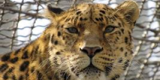 Day of the Siberian tiger and Amur leopard