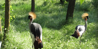 World Crane Day