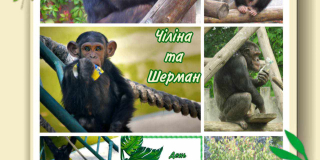 День рождения у человекообразных обезьян шимпанзе