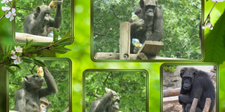 Chimpanzee Ambi is 55