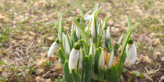 The first snowdrops in the zoo