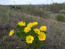 Primroses