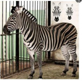 Международный день зебры