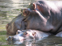 Hippo day