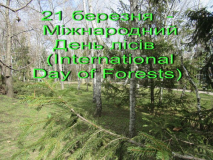 Международный День лесов