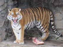 People's Day Tiger