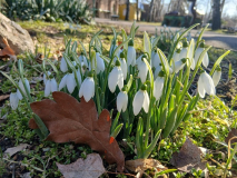 Підсніжники