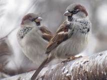 Великий зимовий облік птахів (Christmas Bird Count)