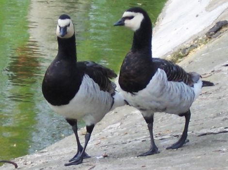 Barnacle goose