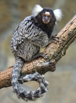 Common marmoset
