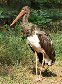 Black   stork