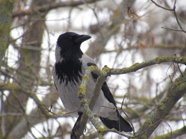 616673926_1498436285620665_399304820799309900_n