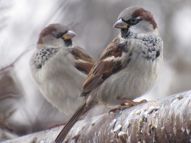 616780477_1498436222287338_8015537036089460518_n