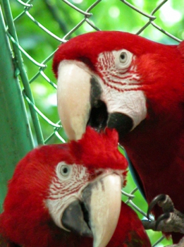 Parrots and exotic birds