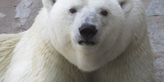 Міжнародний день білого ведмедя