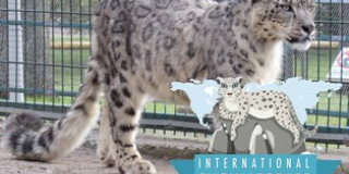  Міжнародний день снігового барса (International Snow Leopard Day).