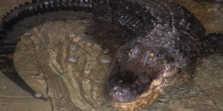 Помер найстаріший крокодил Вася