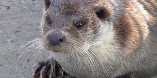 European river otters