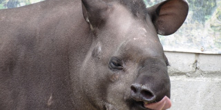 World Tapir Day