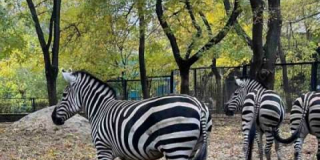 International Zebra Day