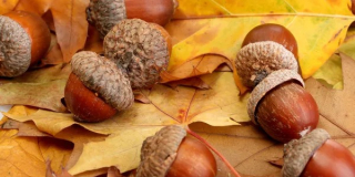 Acorn season