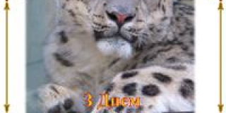 Birthday of the snow leopard