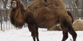 Photos of animals which can be seen in Mykolaiv Zoo in the winter