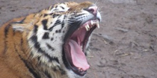День амурського тигра і леопарда