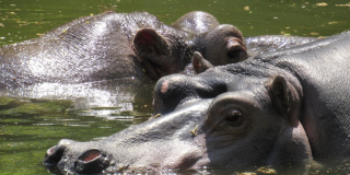 World Hippo Day