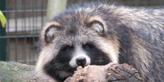 Common raccoon dogs