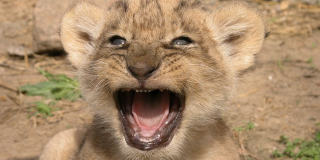 World Lion Day