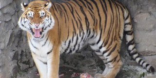 People's Day Tiger