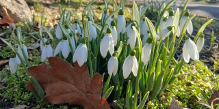 Підсніжники